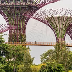 Gardens by the Bay, Singapour, sur Peter Schickert