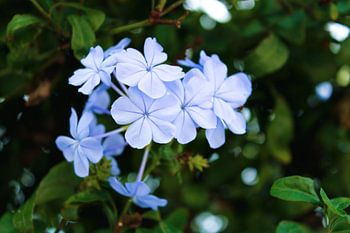 Velvet blue in the green forest