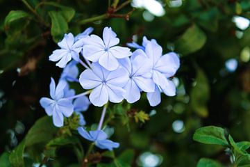 Fluweel blauw in het groene bos van Studio Iwan