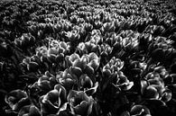 Tulpen zwart wit.  von Rens Zwanenburg Miniaturansicht