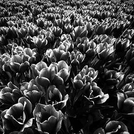 Tulpen zwart wit.  sur Rens Zwanenburg