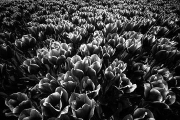 Tulpen zwart wit. 