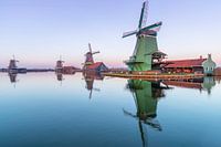 Hollands glorie.