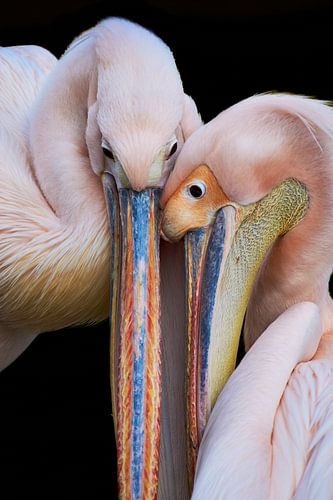Pelicans in love by Thomas Marx