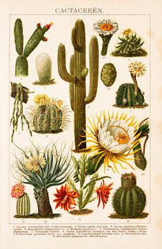 Antieke kleurenlitho met cactussen van Studio Wunderkammer