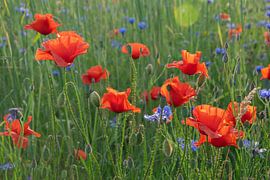 Splendeur dans la prairie sur Kimfaesdesign
