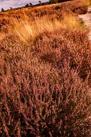 Heath Cloudy Sky 7 - Loonse en Drunense Duinen by Deborah de Meijer