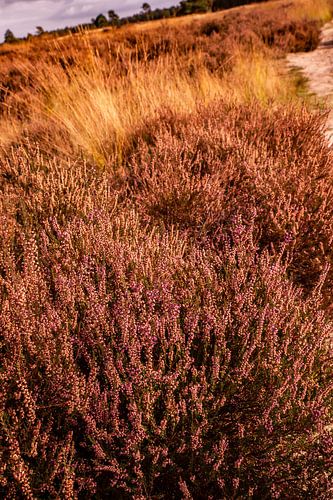 Heath Cloudy Sky 7 - Loonse en Drunense Duinen