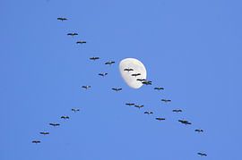 Migration des grues avec la lune sur Corinne Welp