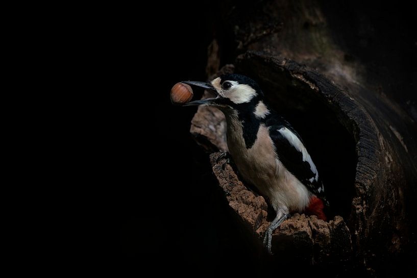 Great spotted woodpecker with a hazelnut. by Albert Beukhof