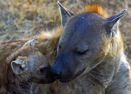 Hiëna moeder en kind in Afrika