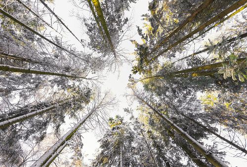 Dwingelderveld - Drenthe (Nederland)