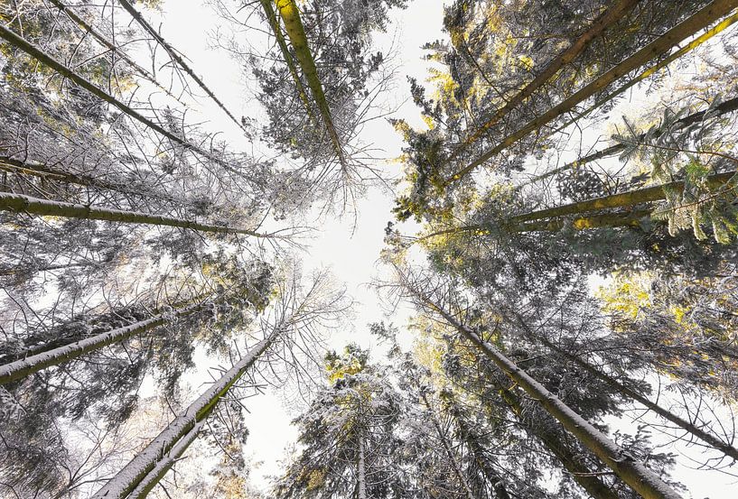 Dwingelderveld - Drenthe (Netherlands) by Marcel Kerdijk