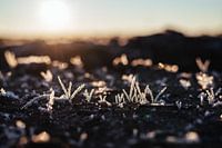 Reif im Gras bei Sonnenaufgang - Detailfotografie Druck