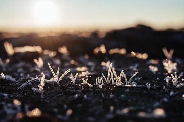 Reif im Gras bei Sonnenaufgang - Detailfotografie Druck von Laurie Karine van Dam