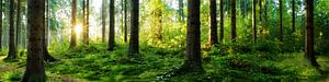 Verträumter Sonnenaufgang im herbstlichen Wald