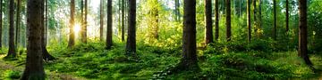 Verträumter Sonnenaufgang im herbstlichen Wald von Günter Albers