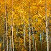 Autumn by Photo Wall Decoration
