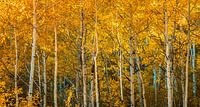 Herfst van Photo Wall Decoration thumbnail