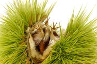 Sweet chestnut