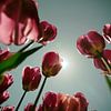 Tulip  Sun sur Kim Verhoef