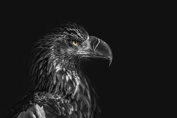 Portrait d'un aigle sur fond sombre regardant vers la droite
