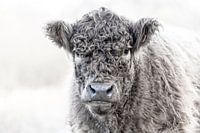 galloway beef