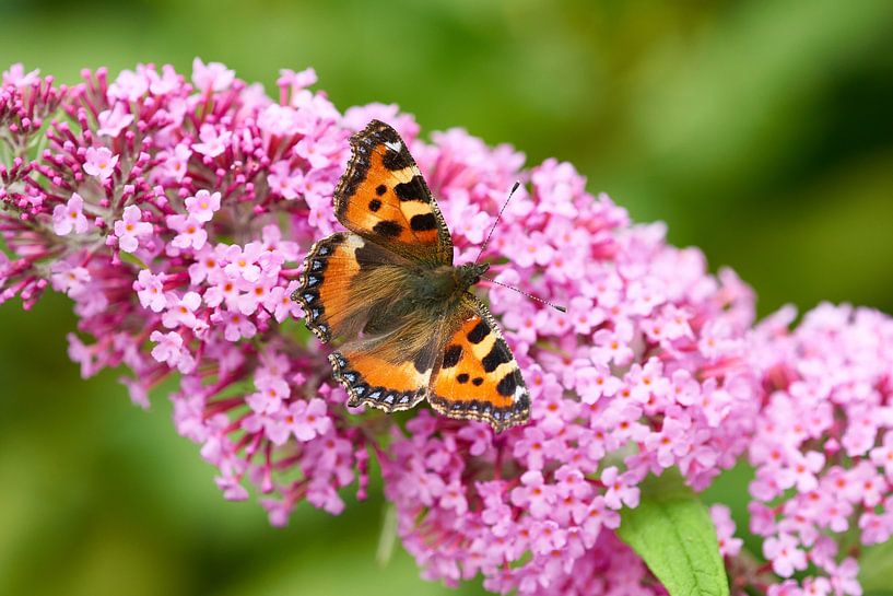 redhead by Karin Jähne