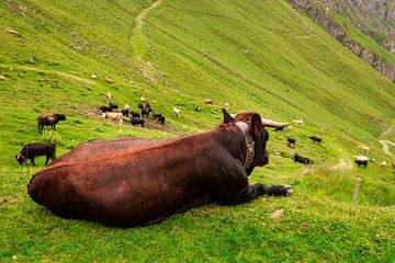 Bruine koe liggend op een groene alpenweide van Steven Van Aerschot