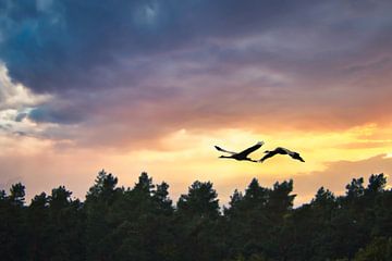 Kraanvogels vliegen over een bos van Martin Köbsch
