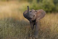 Baby olifant laat van zich horen