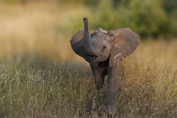 Baby olifant laat van zich horen van Tom Zwerver