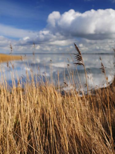 Saaler Bodden bei Wustrow auf dem Darß 1