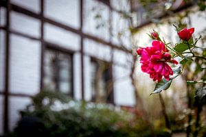 Fleur pour maison à colombages