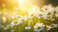 Beautiful chamomile flowers in the meadow.