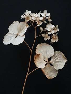 Gedroogde bloem tegen een zwarte achtergrond van Japandi Art Studio