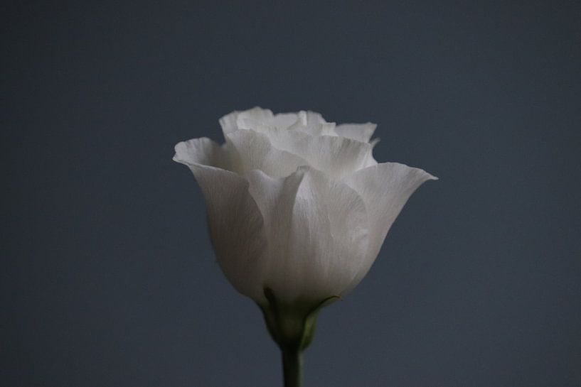 Rose von Clicksby JB