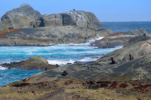 Veel pelsrobben op de Nee Islets