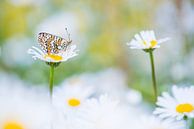 Vlinder tussen de margrieten / butterfly between daisies by Elles Rijsdijk thumbnail