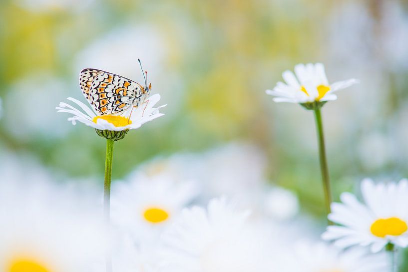Vlinder tussen de margrieten / butterfly between daisies by Elles Rijsdijk
