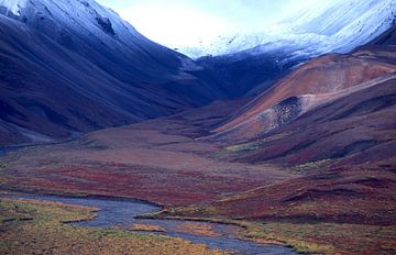 Alaska, Denali National Park van Paul van Gaalen, natuurfotograaf