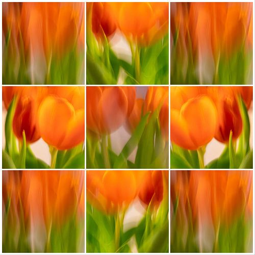 Tulips | C