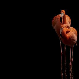 Flamingo's van Jeannette Bouwmeester