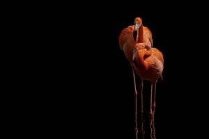 Flamingos von Jeannette Bouwmeester