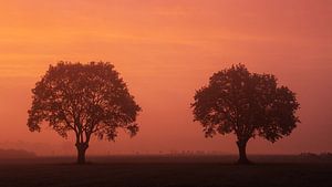 Two trees at a misty sunrise sur Martin Podt
