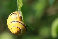 Bänderschnecke