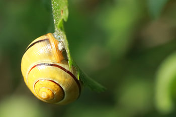 Bänderschnecke
