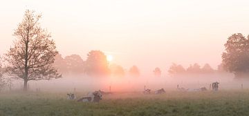Koeien in het mist van Vladimir Fotografie
