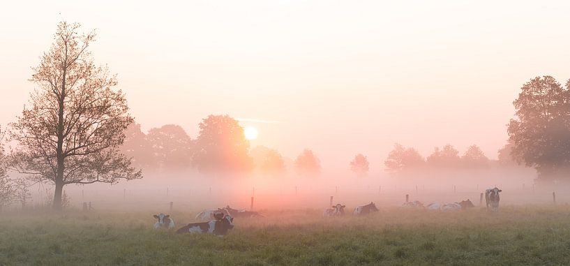 Kühe im Nebel von Vladimir Fotografie