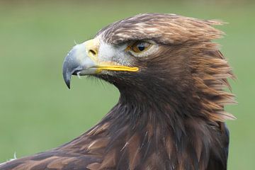 Porträt eines Steinadlers von Ronald Pol